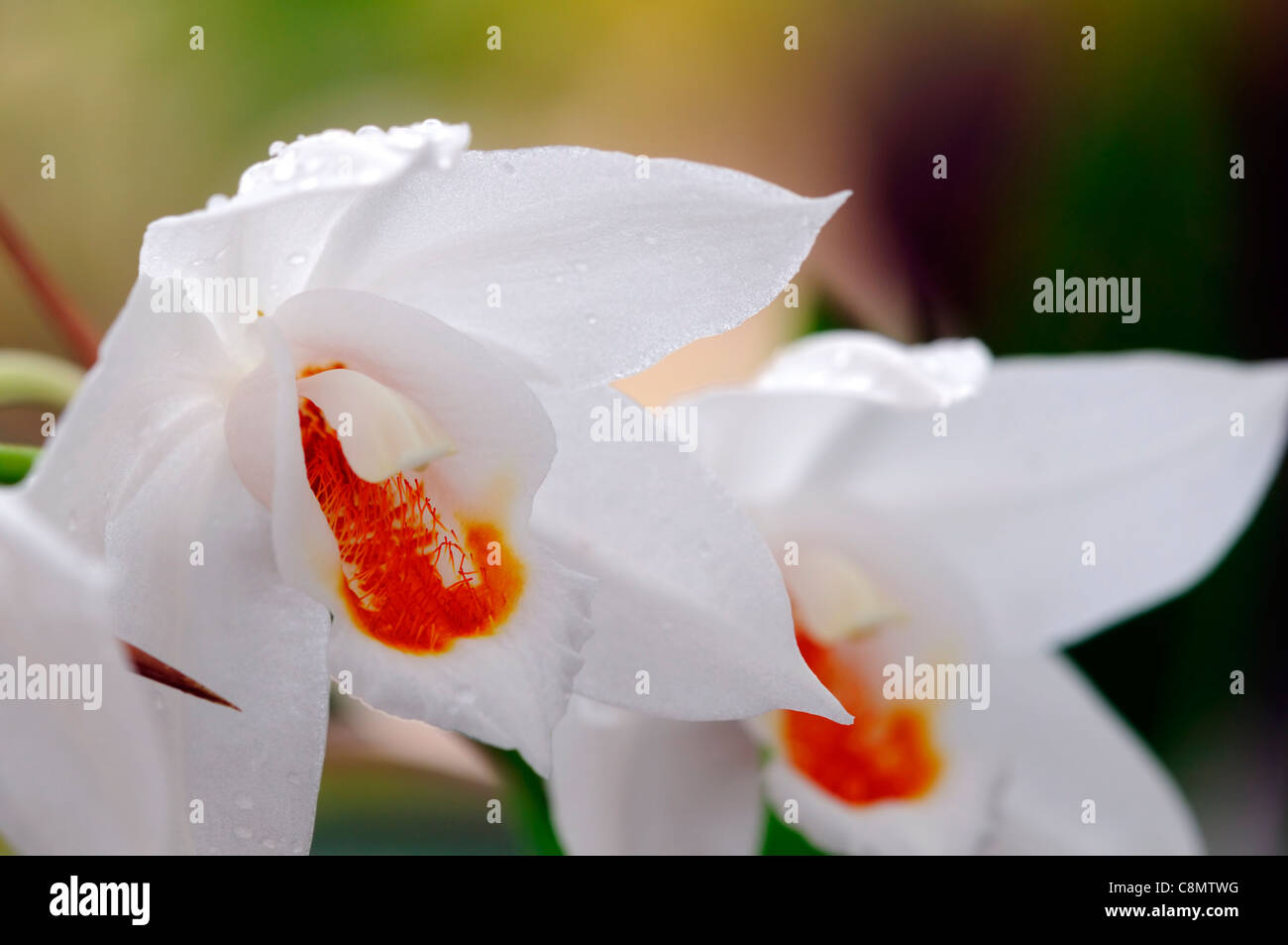 Coelogyne mooreana orchid species variant cultivar open flowers bloom blossom  white orange Stock Photo