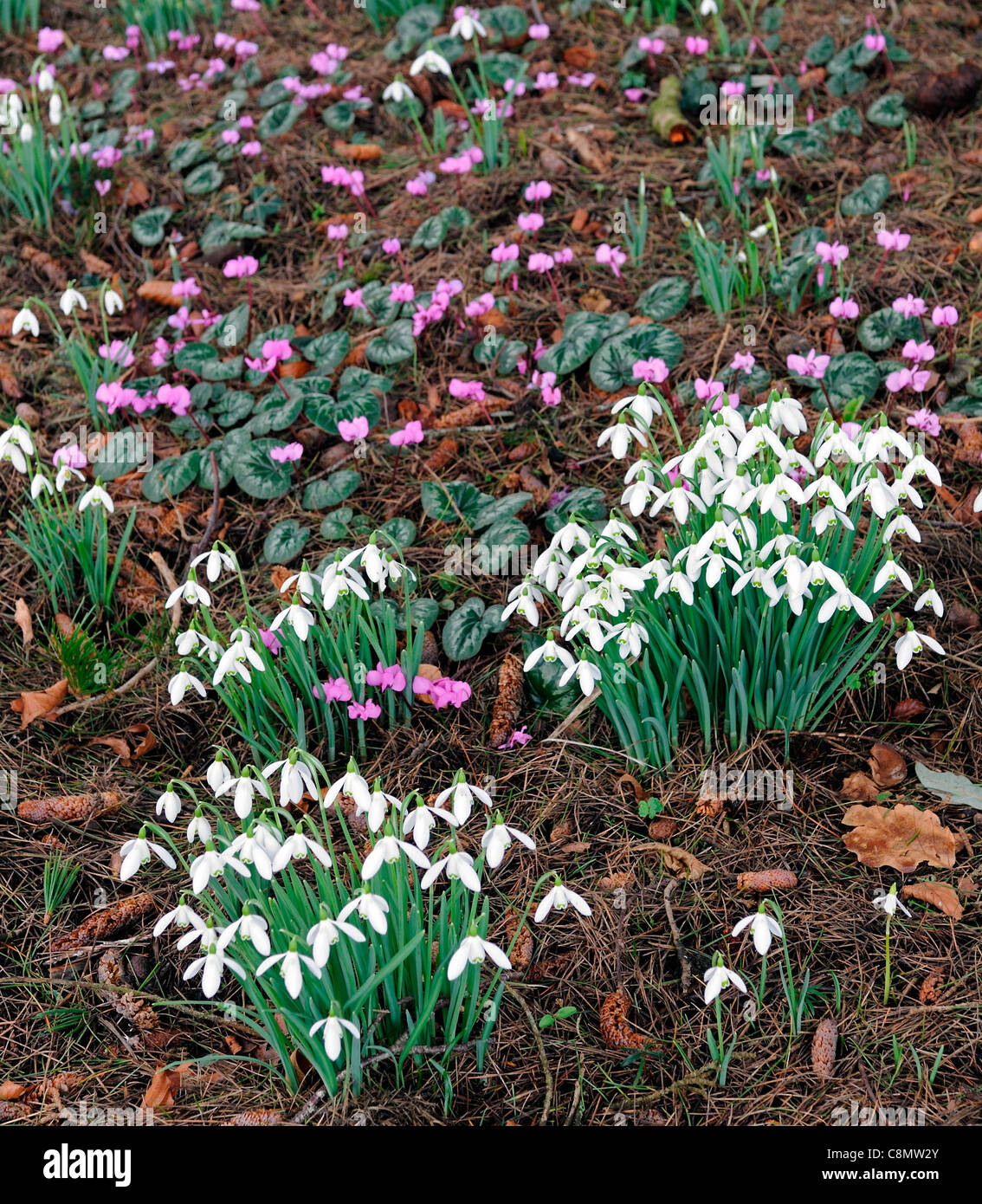cyclamen coum with galanthus winter february snowdrops cyclamens white