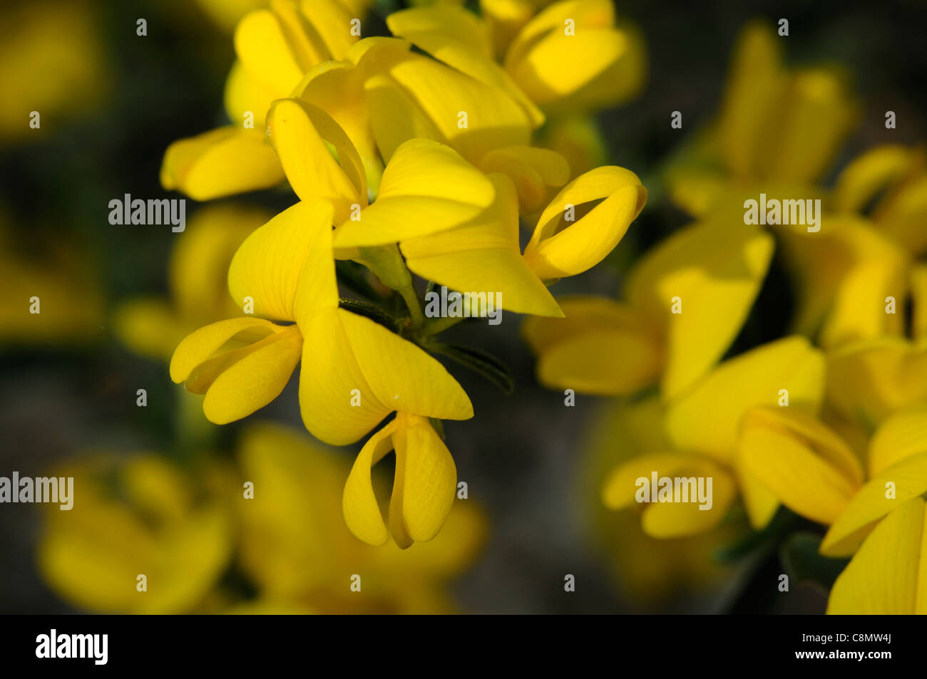 cytisus emeriflorus yellow flowers shrub spring Stock Photo