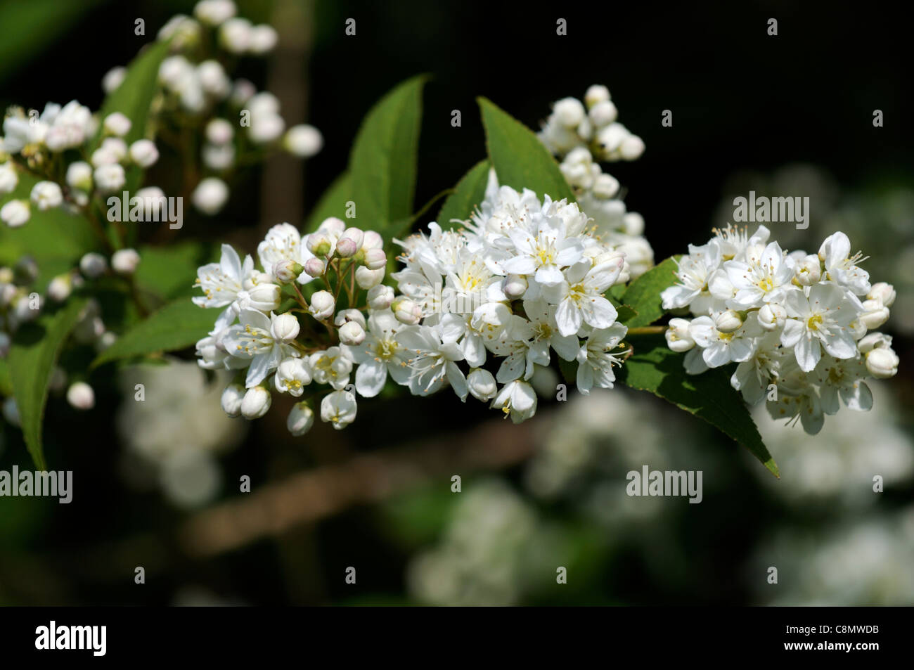 Deutzia x lemoinei flowers bloom blossom hardy perennial deciduous shrub white flowers spring Stock Photo