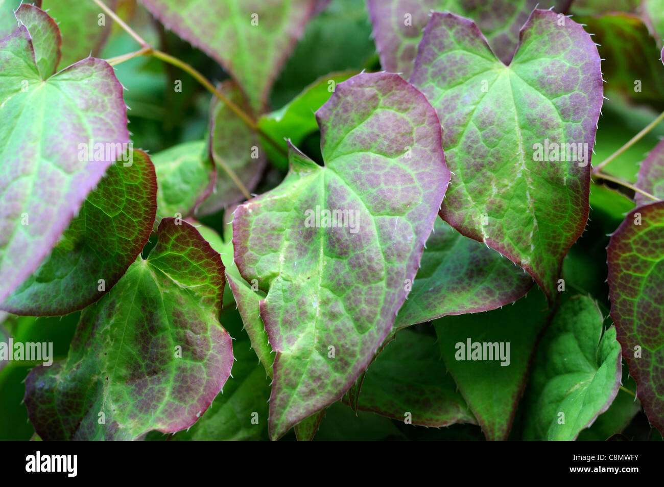 epimedium rubra plant portraits closeup may spring leaves bronze brown leaf ground cover groundcover foliage red Stock Photo