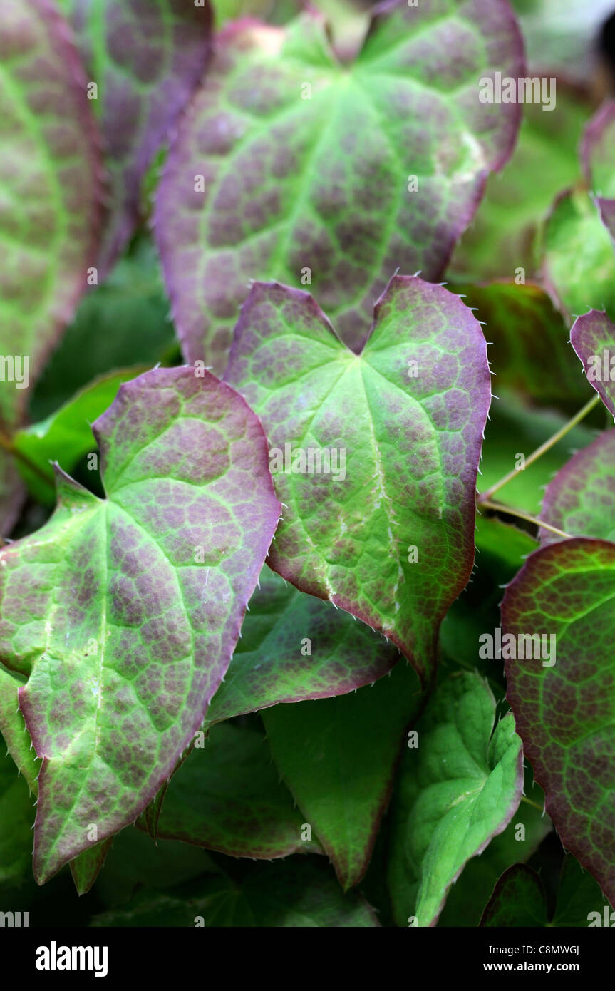 epimedium rubra plant portraits closeup may spring leaves bronze brown leaf ground cover groundcover foliage red Stock Photo