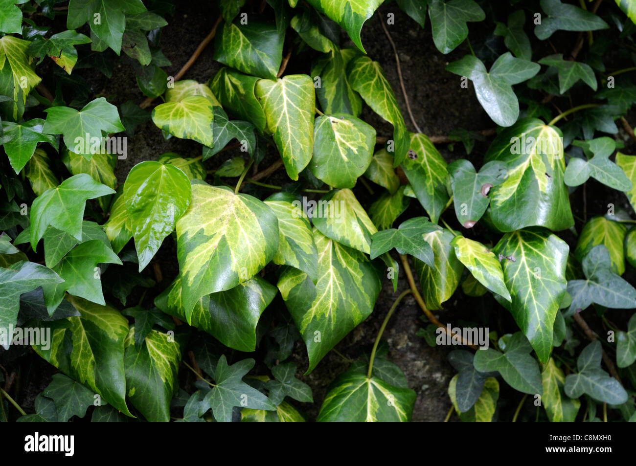 Hedera colchica Sulphur Heart Bullocks Heart Ivy Paddys Pride evergreen variegated climber perennial covering wall ivies Stock Photo