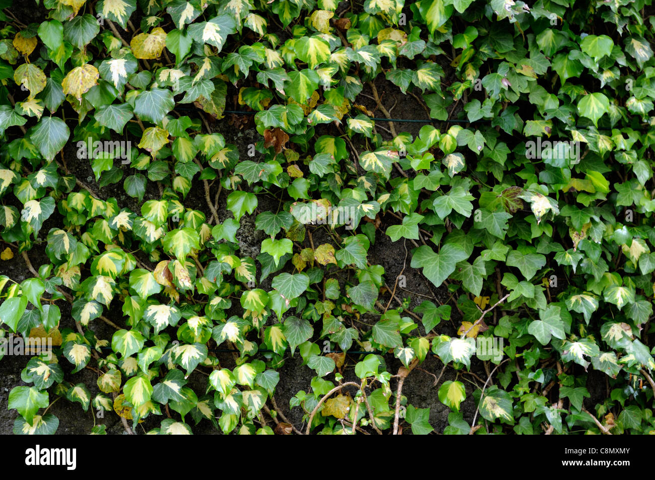 hedera helix goldchild ivy ivies variegated cover covering wall green cream foliage leaves plant portraits shrubs evergreens Stock Photo