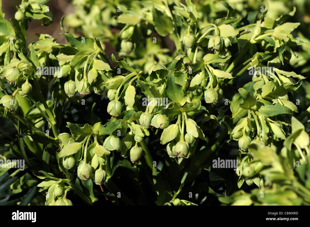 Helleborus foetidus stinking hellebore dungwort bear's foot flowers bloom blossom spring herbaceous perennial plant pendent Stock Photo