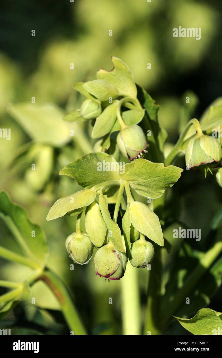 Helleborus foetidus stinking hellebore dungwort bear's foot flowers bloom blossom spring herbaceous perennial plant pendent Stock Photo