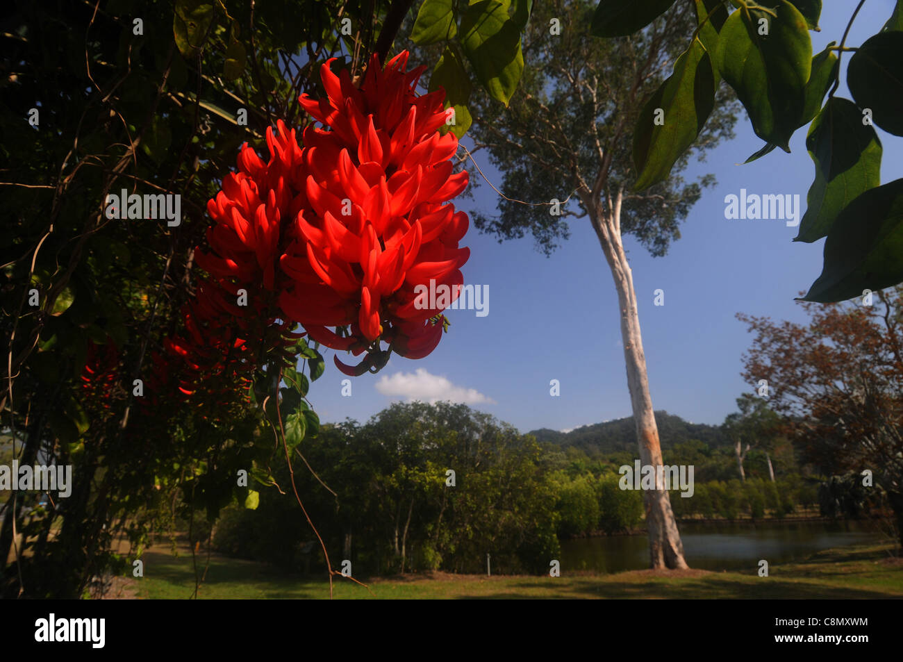 Spectacular flowers of the Red Jade Vine (Mucuna at Centenary