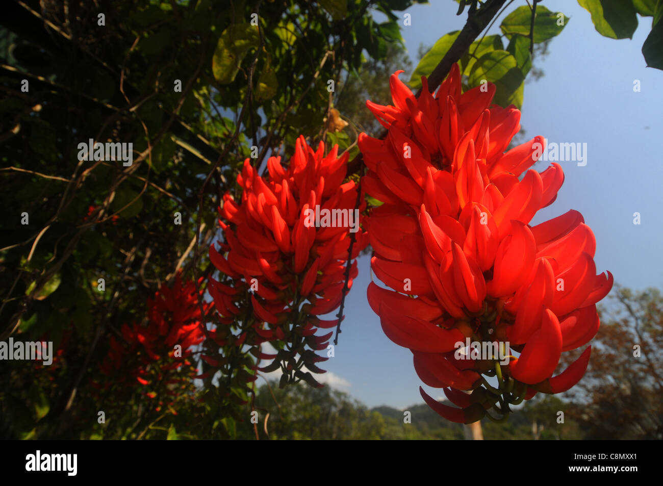 Spectacular flowers of the Red Jade Vine (Mucuna at Centenary