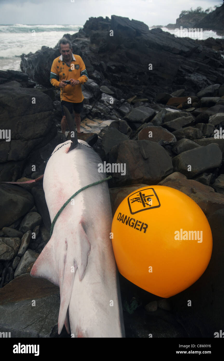 Tiger shark (Galeocerdo cuvier) killed by Queensland's Shark Control Program, washed ashore in Noosa National Park Stock Photo