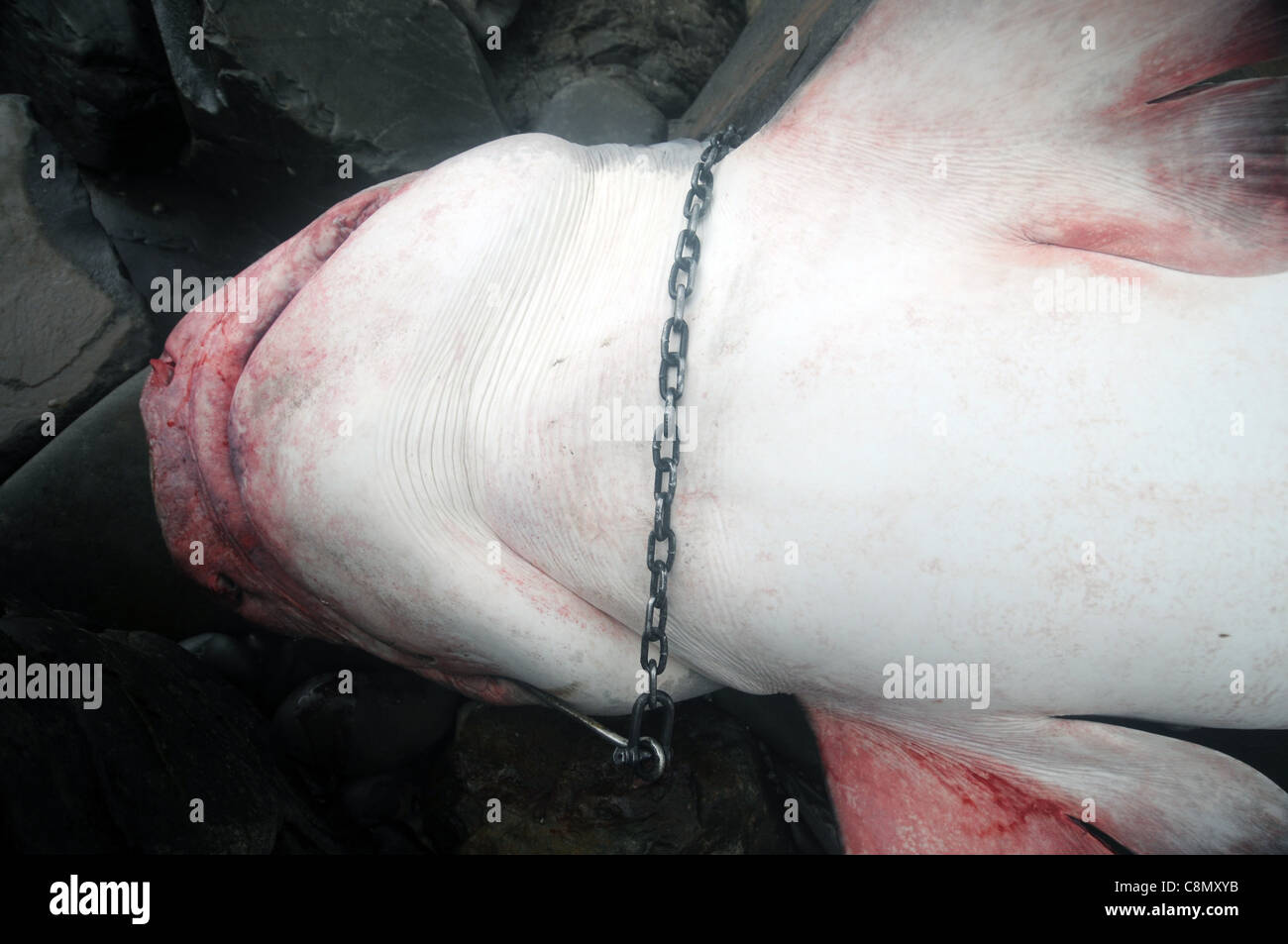 Large tiger shark (Galeocerdo cuvier) killed by Queensland's Shark Control Program, washed ashore near Noosa Stock Photo