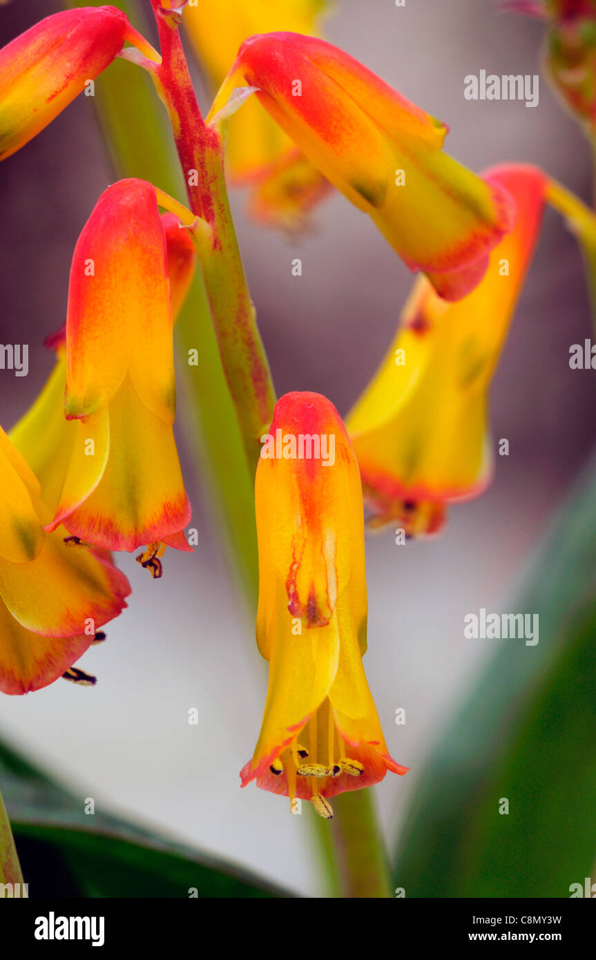 lachenalia ellen myles exotic tropical plant flower bloom blossom geophyte  inflorescence long tubular blooms yellow orange Stock Photo