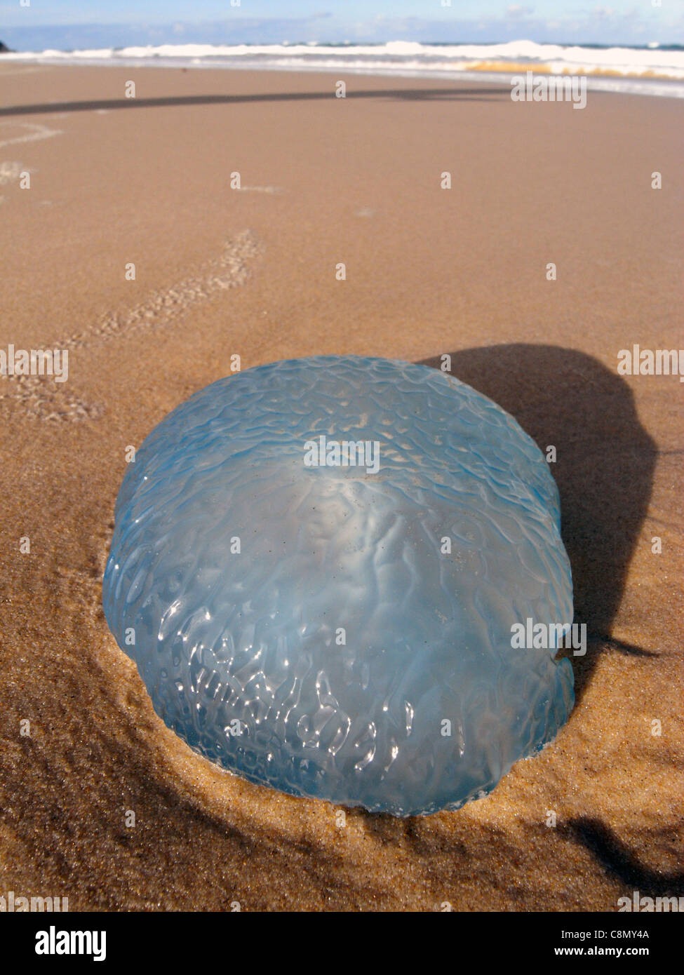 Blue jellyfish washed up on beach, Sunshine Beach, Sunshine Coast, Queensland, Australia Stock Photo