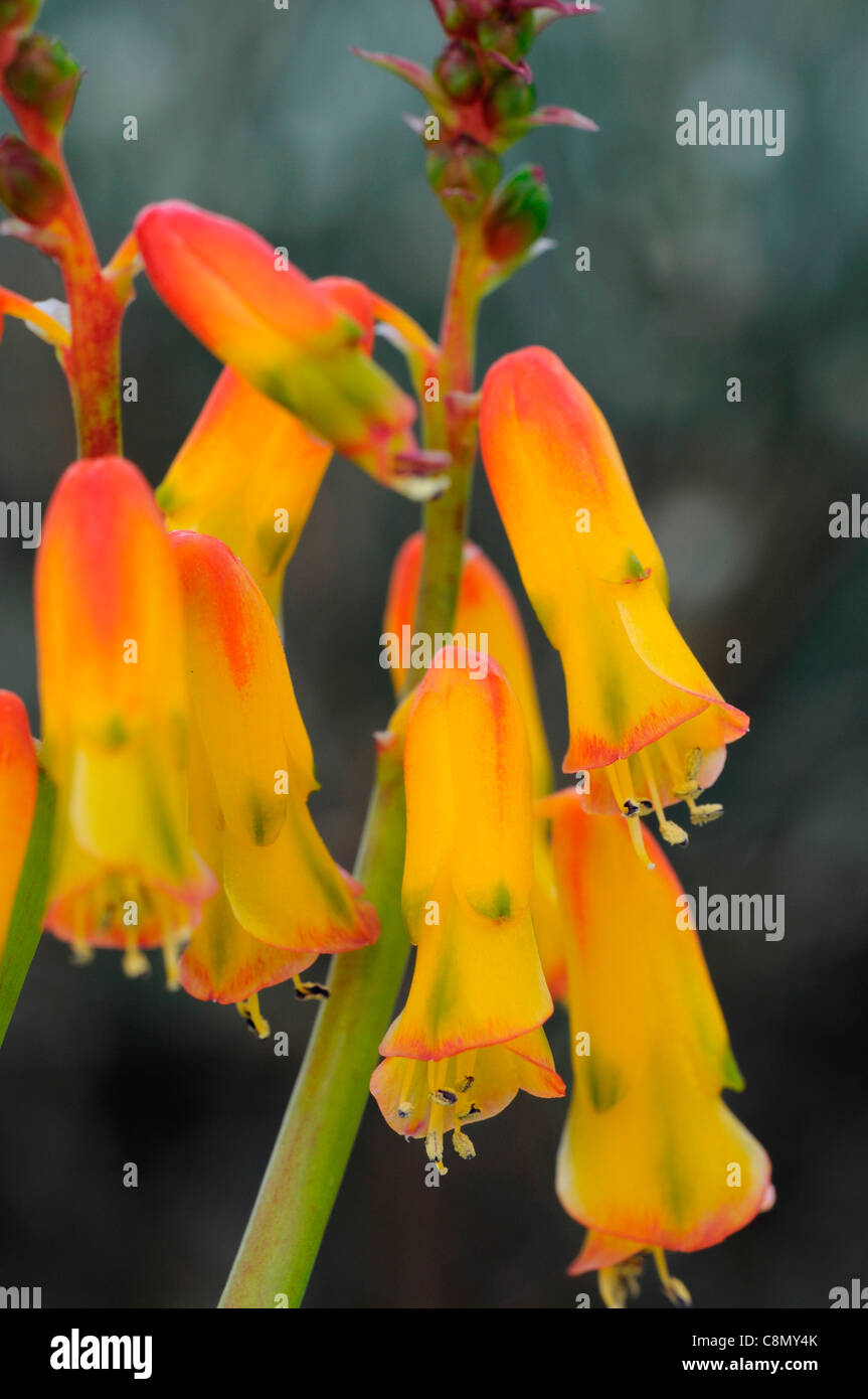lachenalia tibet flowering exotic tropical plant flower bloom blossom geophyte  inflorescence long tubular blooms yellow orange Stock Photo