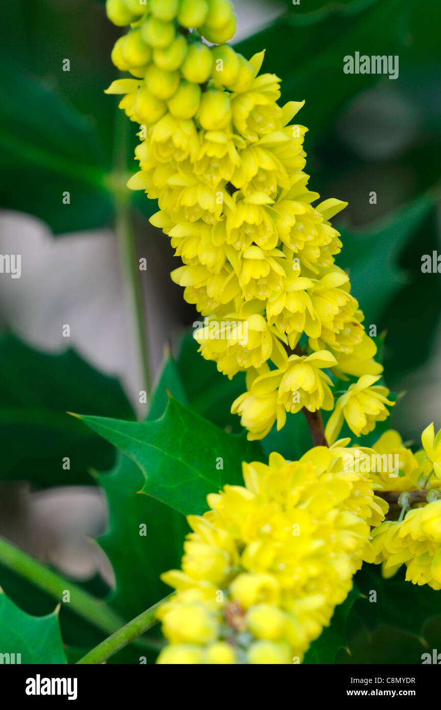 mahonia japonica x napaulensis flowers flowering shrubs evergreen yellow bright colours colors scents scented fragrant Stock Photo