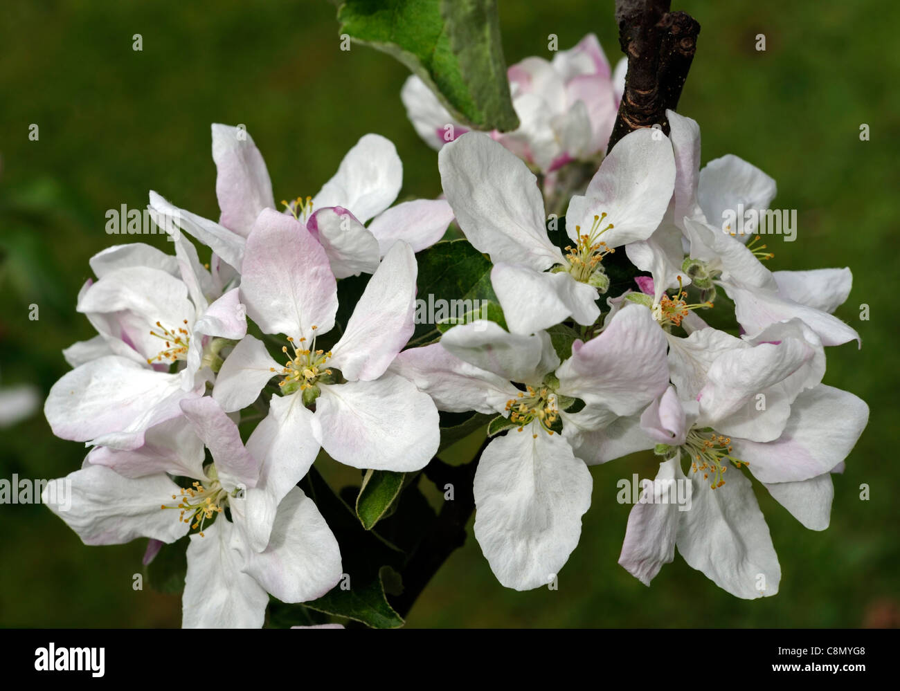 apple malus granny smith flower bloom blossom deciduous fruit trees