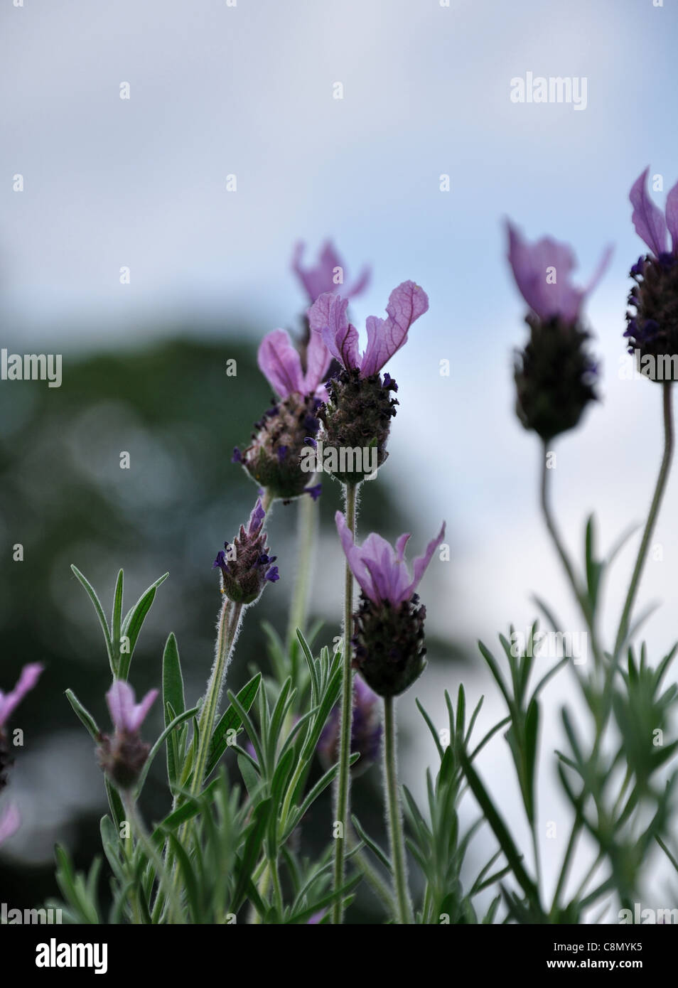 lavender, plants, english, lavender, farm, french, Stock Photo