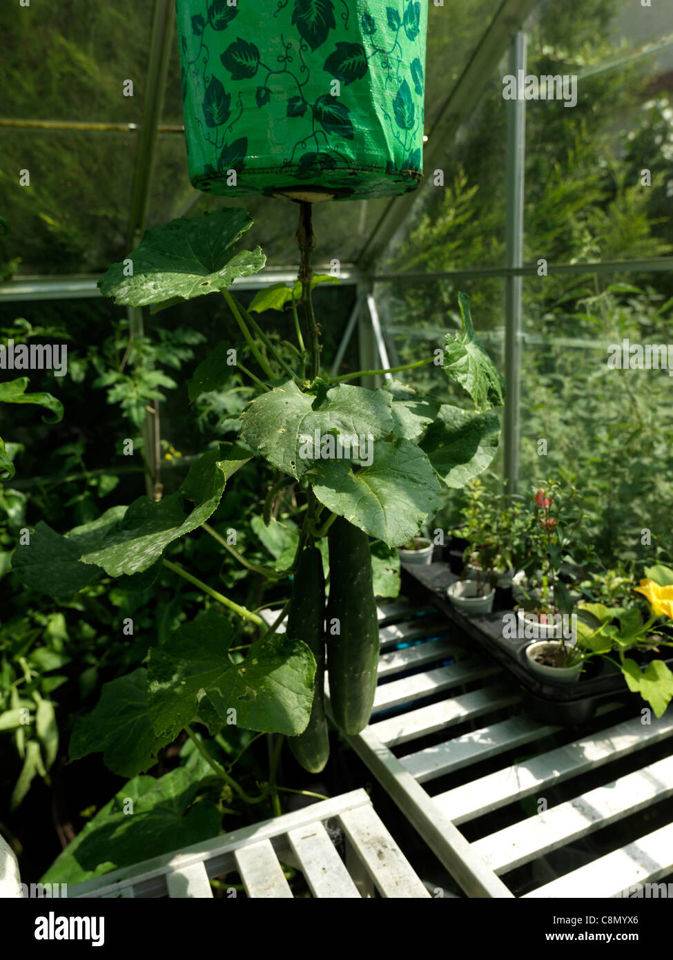 Hanging Upside Down Cucumbers Growing In Greenhouse Stock Photo Alamy