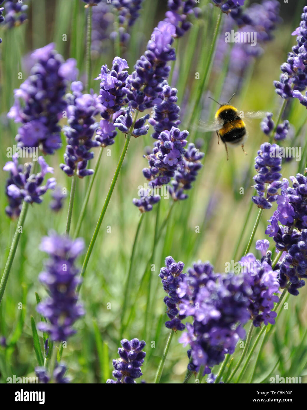 English lavender hires stock photography and images Alamy