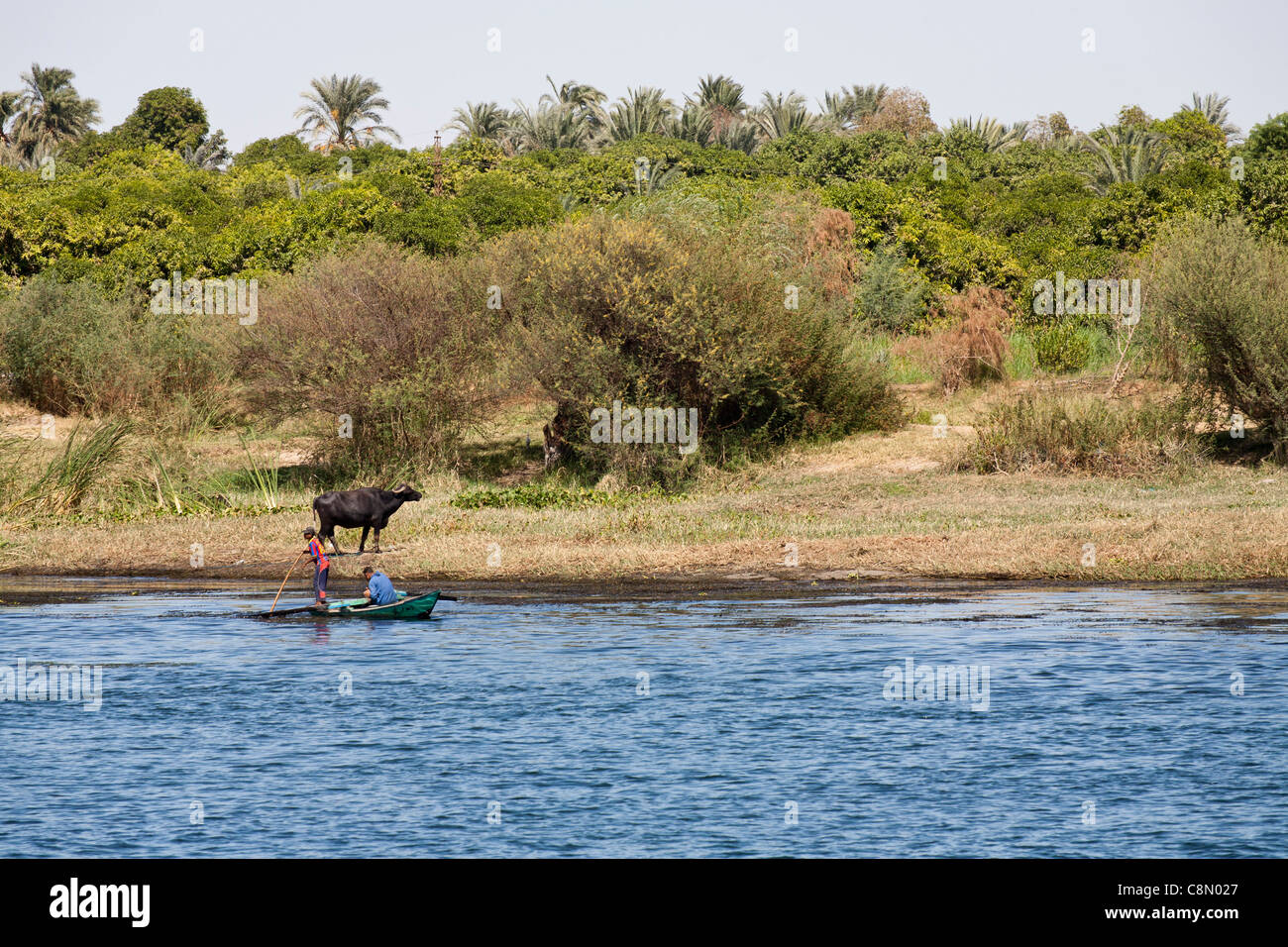 Two fishermen punting a small boat near the banks of the Nile Egypt with standing water buffalo behind Stock Photo