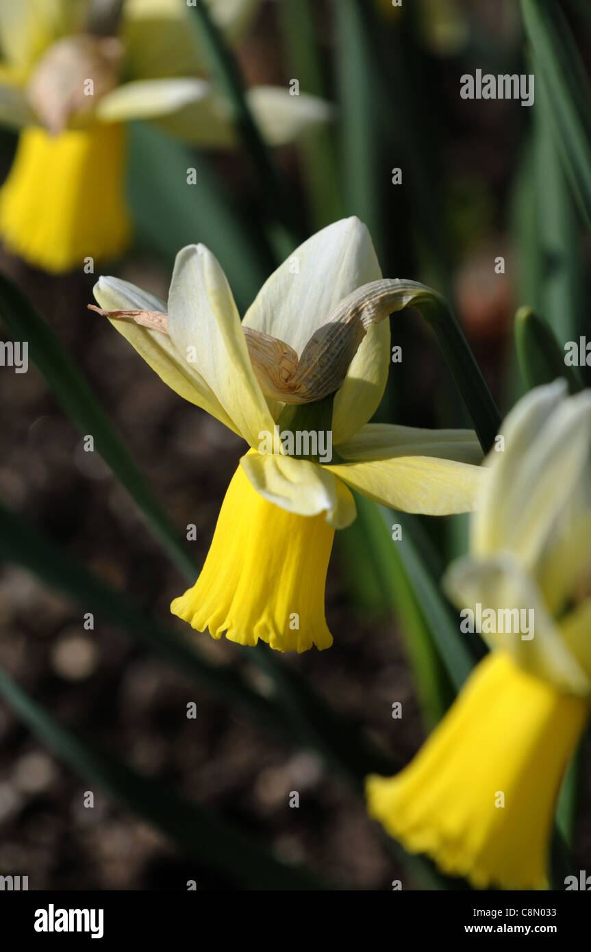 narcissus jenny dwarf cyclamineus Div 6 early hybrid creamy white petals yellow trumpet Stock Photo