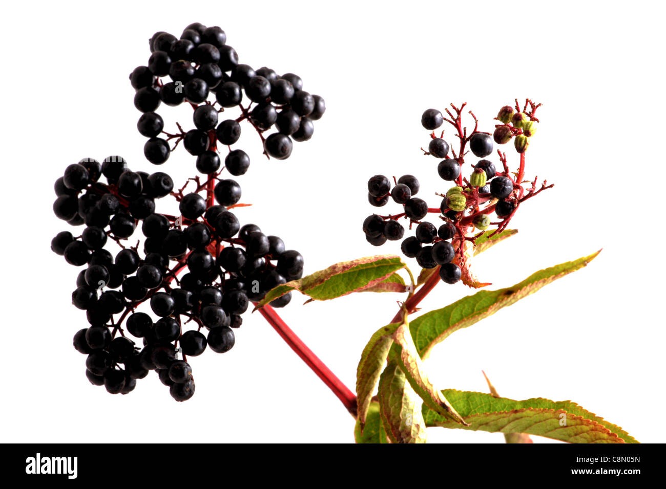 Sambucus nigra - Elder - The flowers and berries are used most often medicinally against flu and fever, angina, etc. Stock Photo