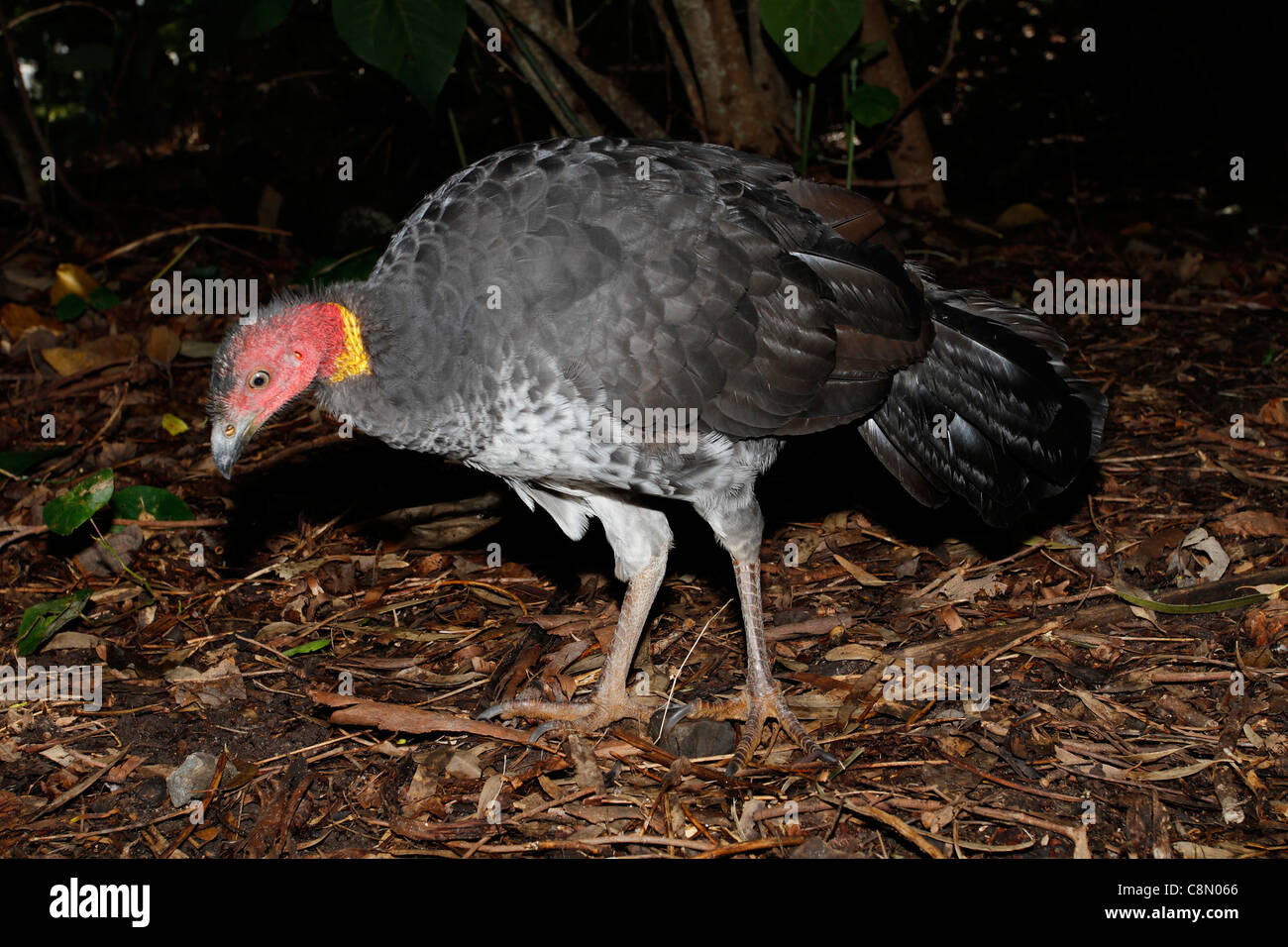 Brushturkey Sunshine coast, Australia Stock Photo Alamy