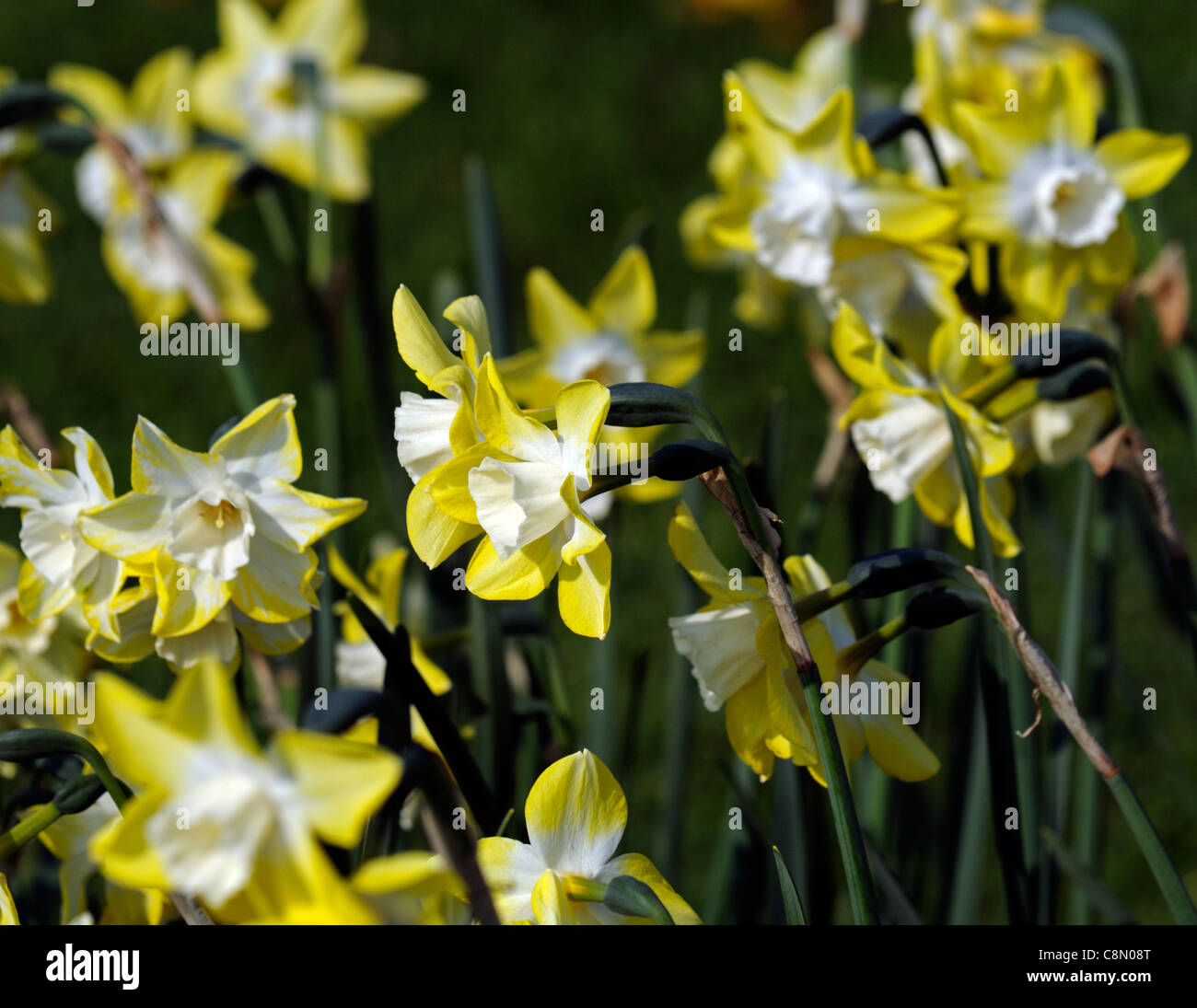 Narcissus Pipit Jonquila Miniature Jonquil Yellow Cream Daffodil Flower Narcissus Pipit Jonquila Miniature Jonquil Yellow Cream Daffodil Flower
