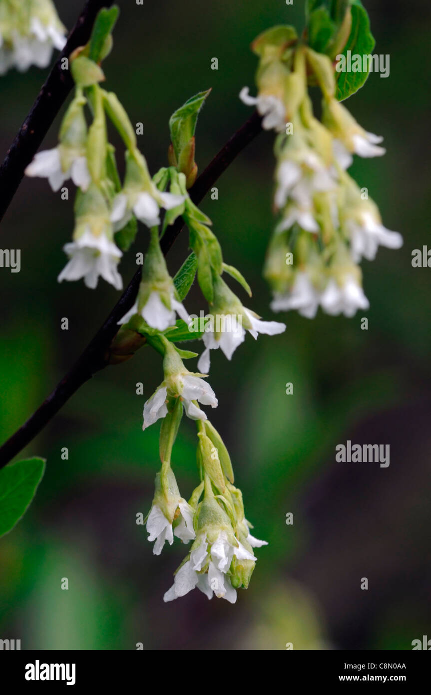 Oemleria cerasiformis flowers early spring syn Osoberry Indian Plum tree bloom blossom Dioecious