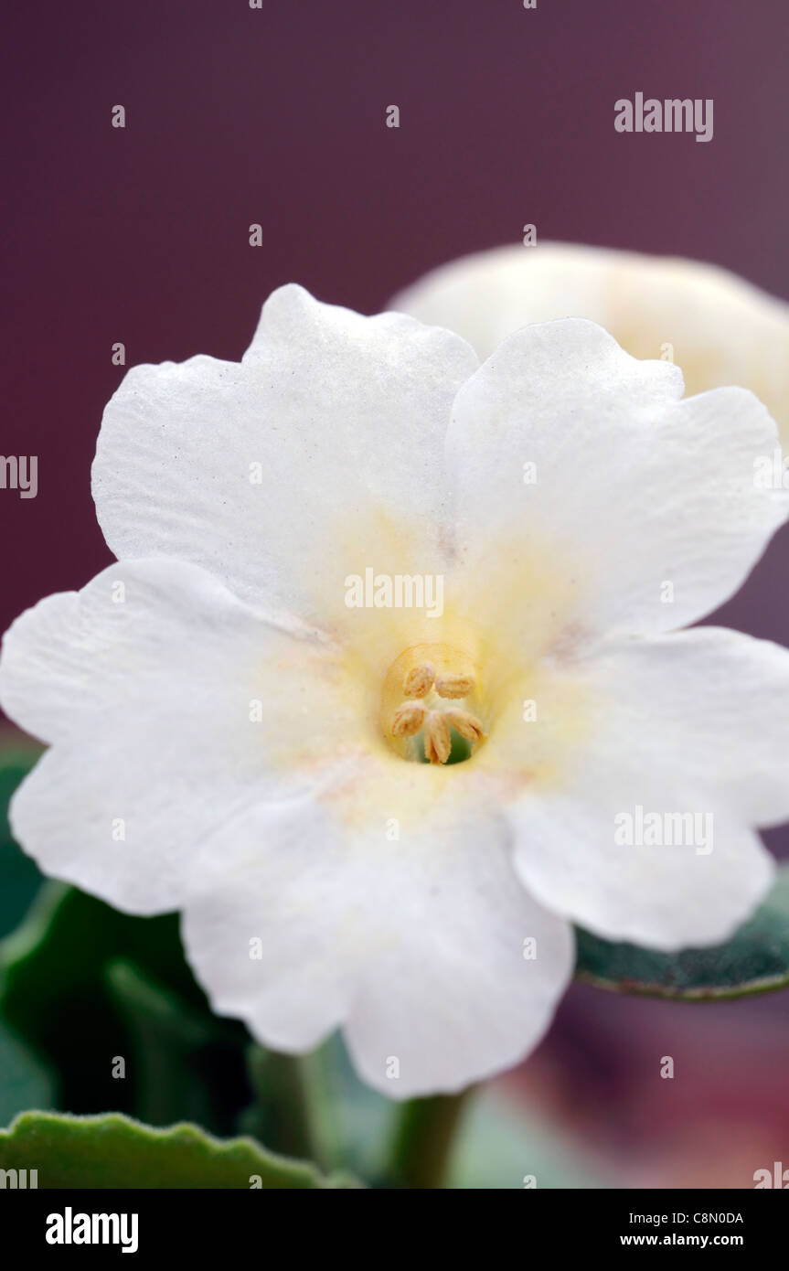 Primula allionii x 'Snow White' Creamy white flowers perennial primrose bloom blossom flower spring Stock Photo