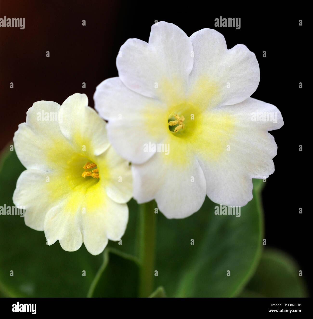 Primula allionii x 'Snow White' Creamy white flowers perennial primrose bloom blossom flower spring Stock Photo