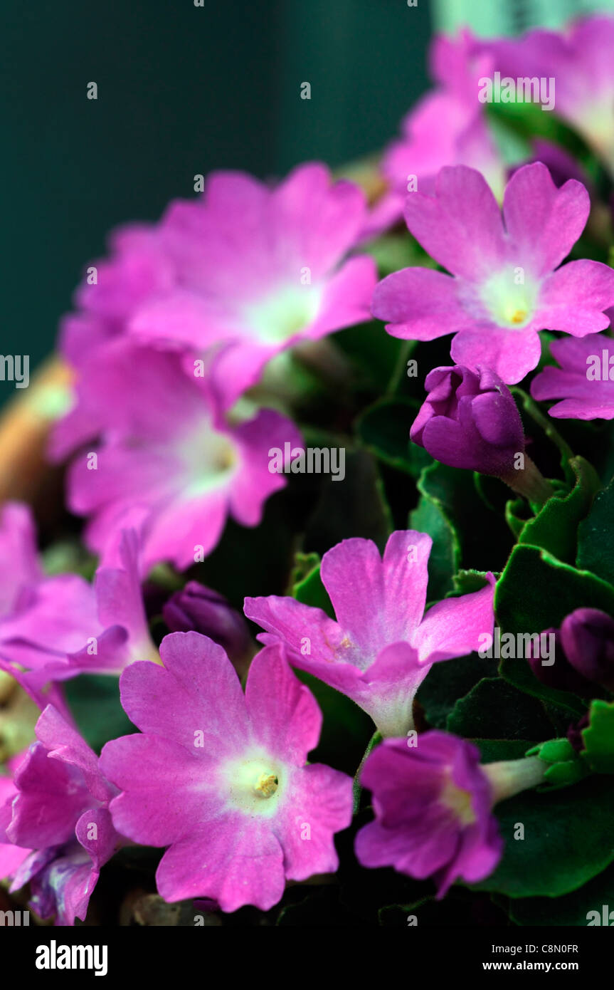 Primula allionii x pubescens flowers flowering blooms perennials spring purple vivid colours colors Stock Photo