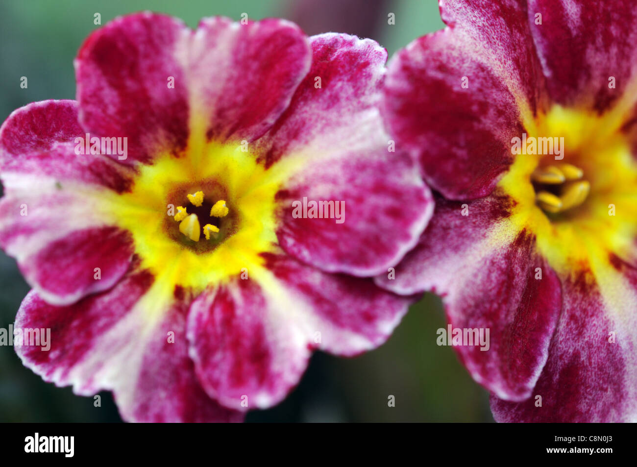 Primula polyanthus 'Dark Rosaleen'  purplish-red flowers with a central yellow eye bloom blossom flower primrose Stock Photo