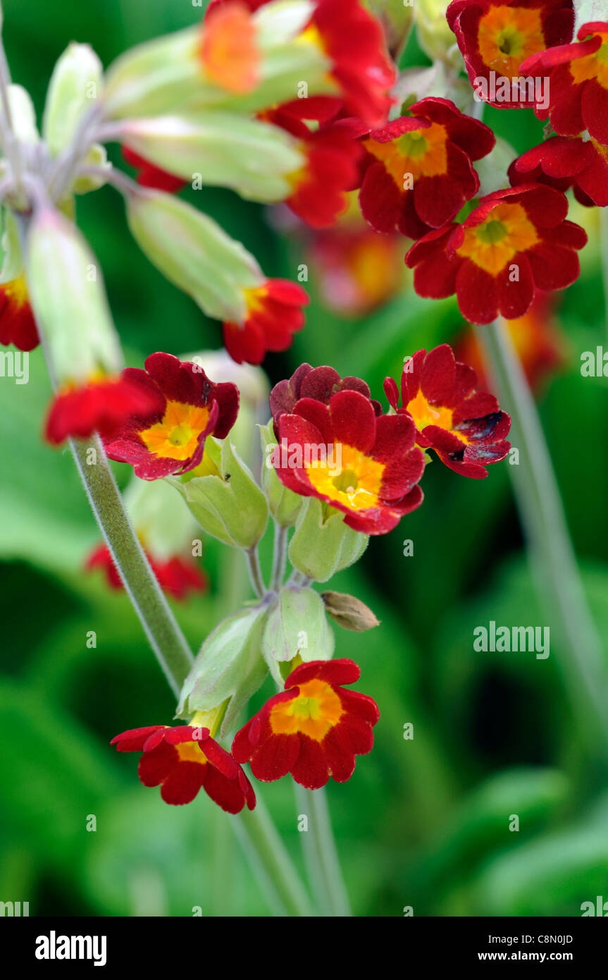 Primula veris Sunset Shades,primulas,cowslip,cowslips,red,yellow,flower,flowers,flowering,spring,RM Floral Stock Photo