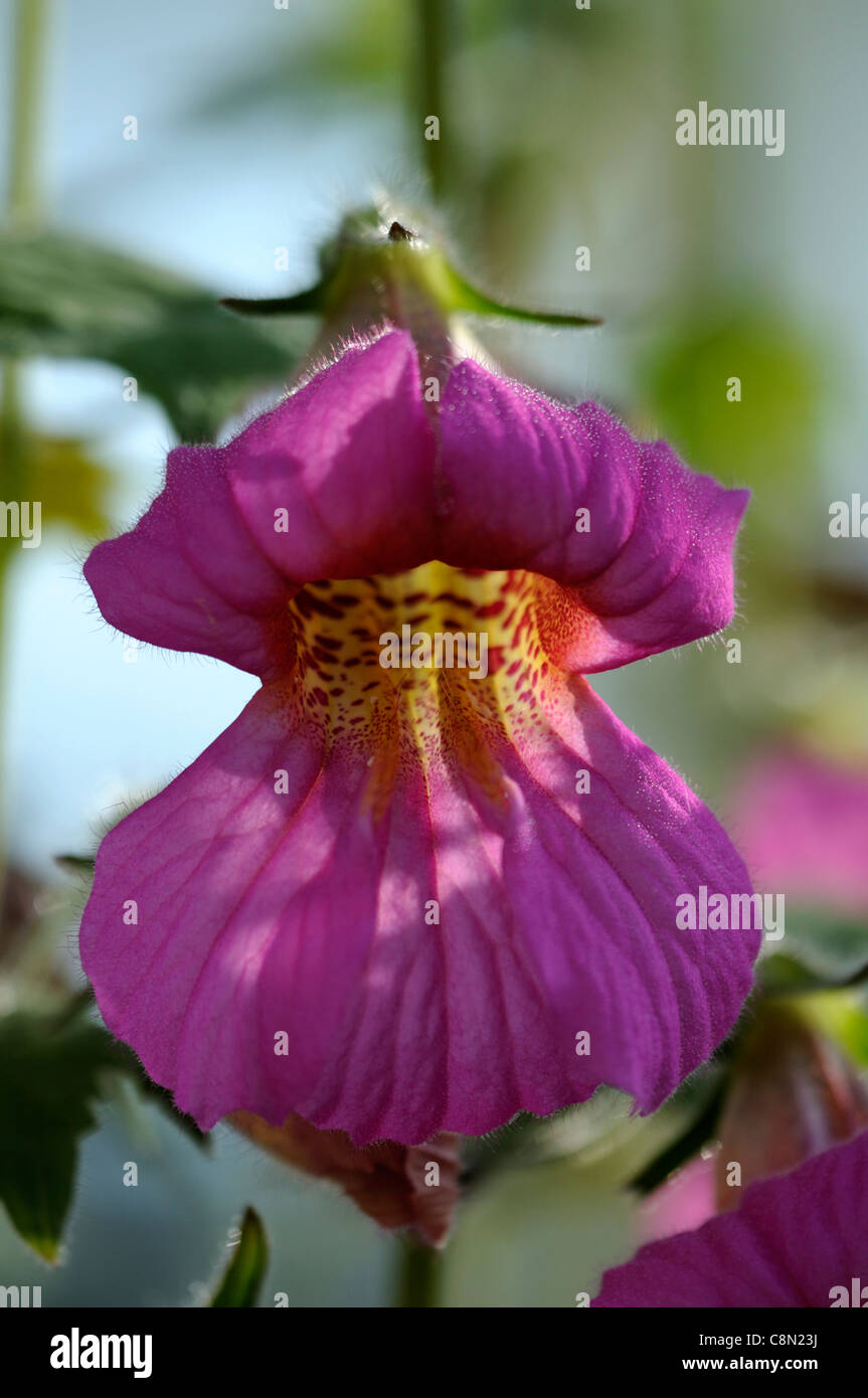 Chinese Foxglove Rehmannia elata syn angulata perennial large bright pink red bell shaped flowers yellow-spotted throats flowers Stock Photo