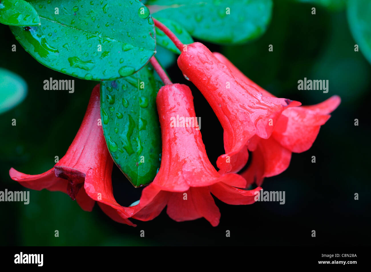 Angel flowers hi-res stock photography and images - Alamy