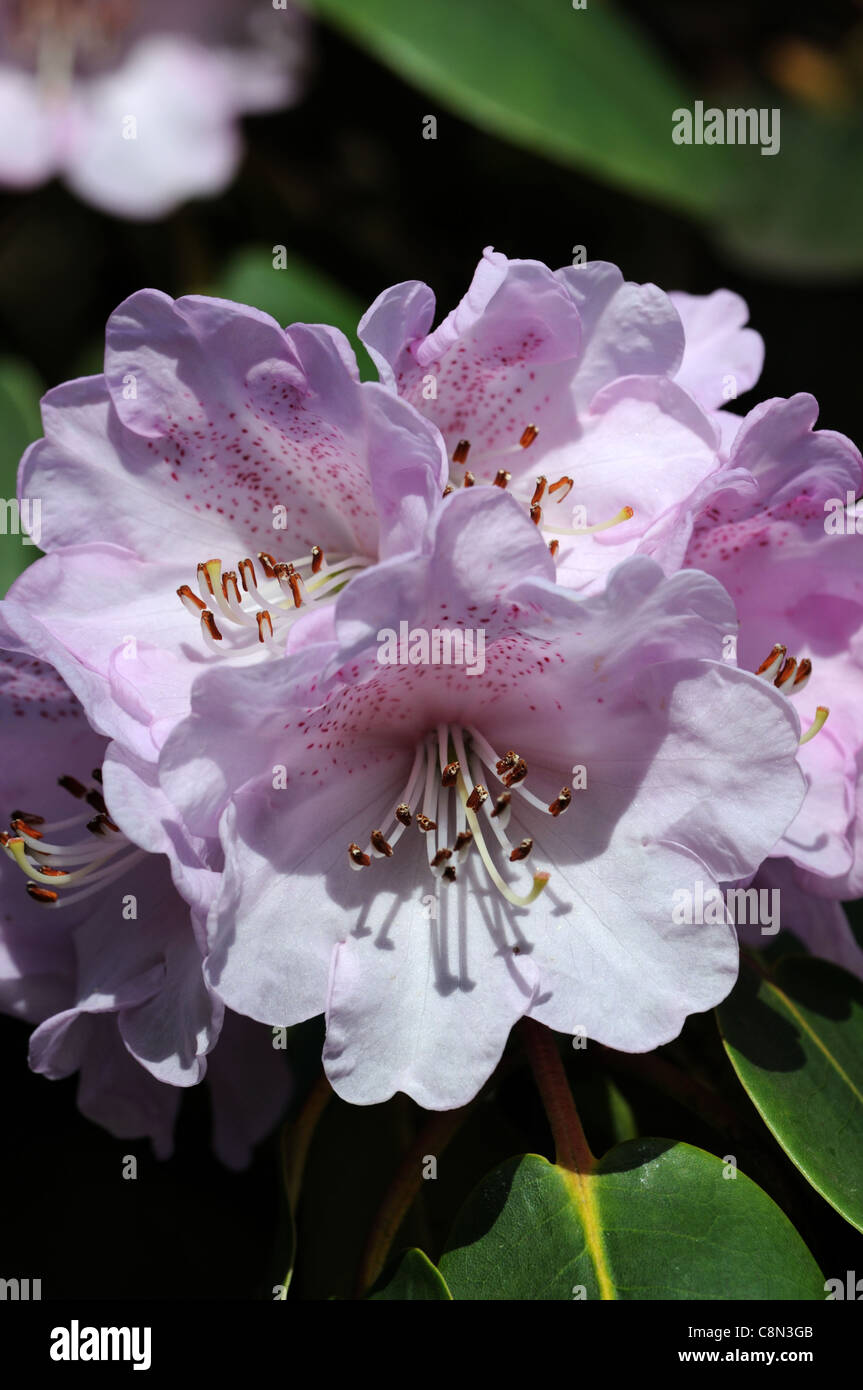 rhododendron campanulatum knaphill form spring white purple pale pastel flower flowers blooms blossoms petals shrubs Stock Photo