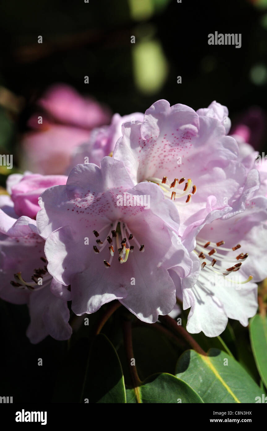 rhododendron campanulatum knaphill form spring white purple pale pastel flower flowers blooms blossoms petals shrubs Stock Photo