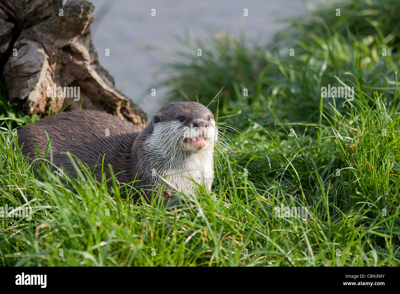 Oriental Short-clawed Otter Stock Photo