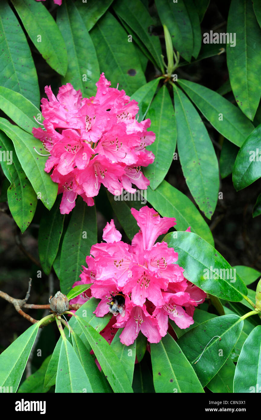 Pink Rhododendron Flowers Flower Bloom Blooms Blossoms Large Tree