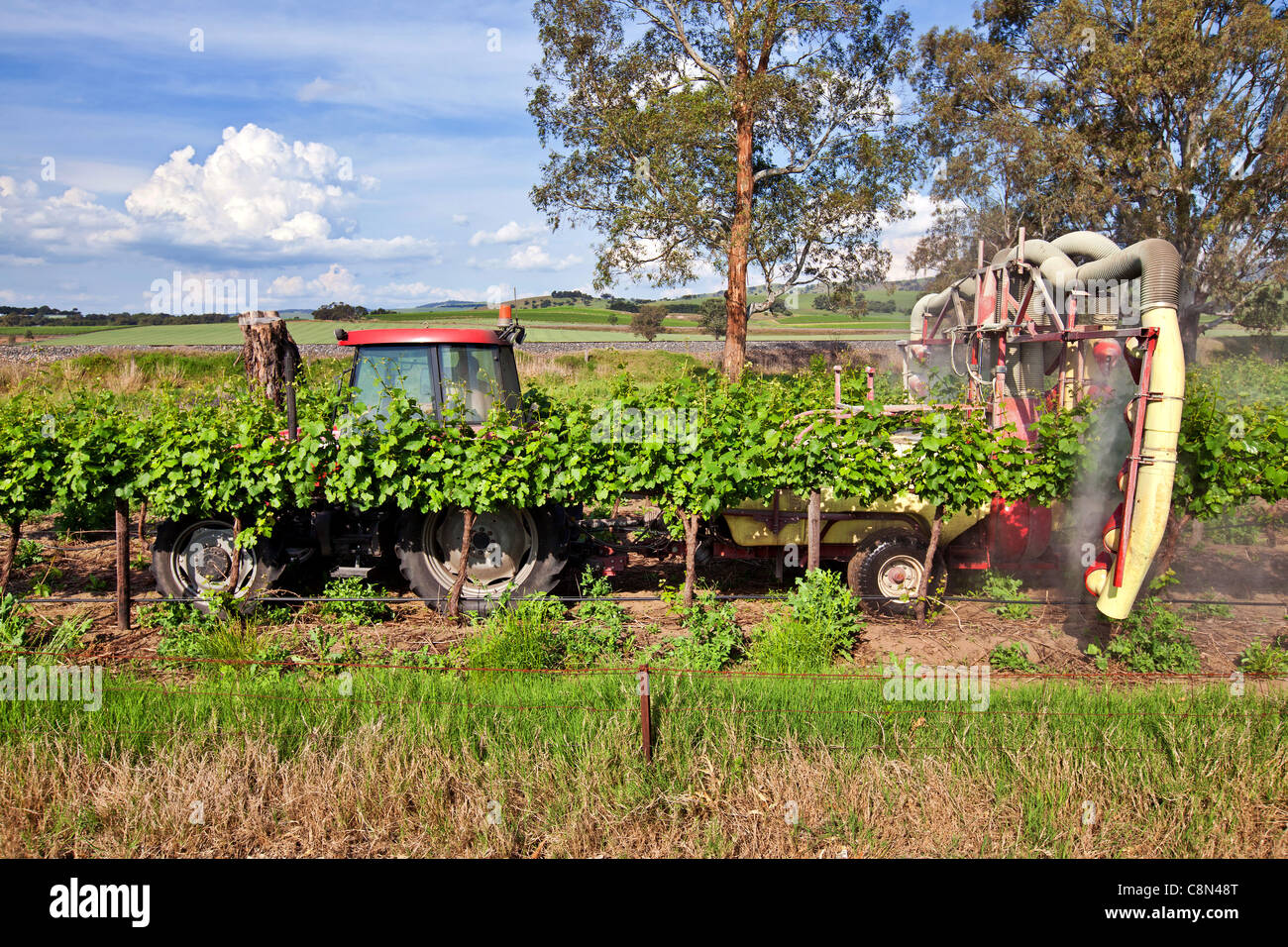 Spraying the Grape Vines Stock Photo Alamy