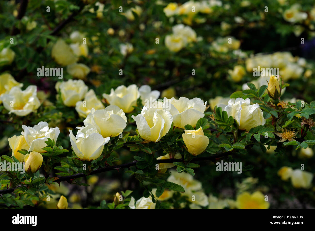 Rosa xanthina Canary Bird yellow flower shrub rose clusters flowers
