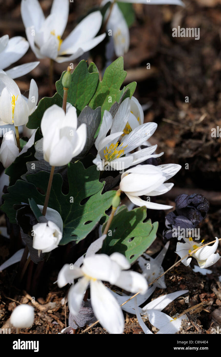 sanguinaria canadensis bloodroot spring closeup white flowers bloom blossoms petals plant portraits wildflowers wild Stock Photo