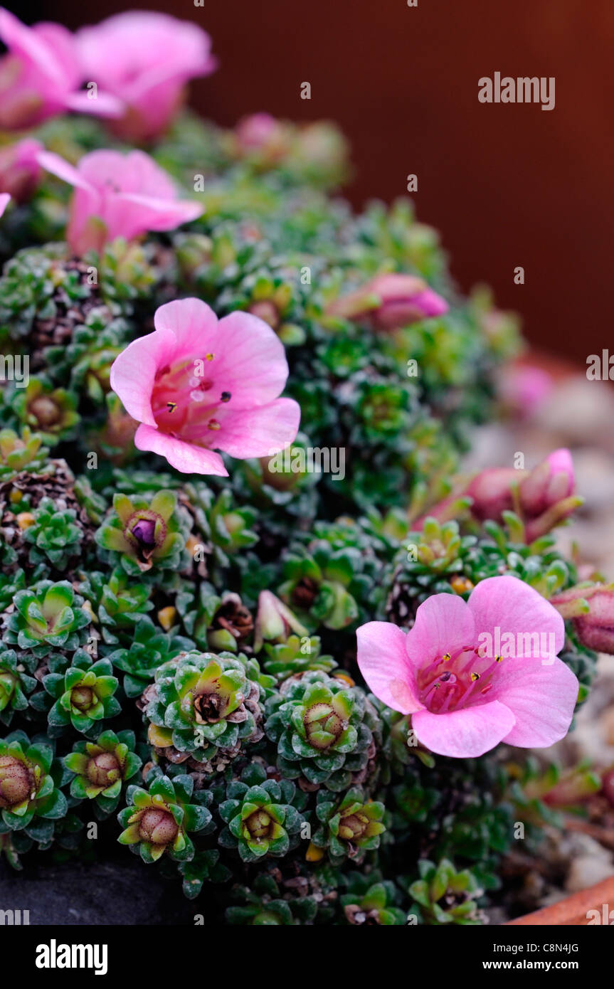 saxifraga pink flowers closeup  plant portraits alpines saxifrages Stock Photo