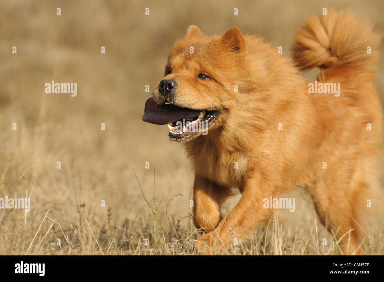 Chow chow running sale