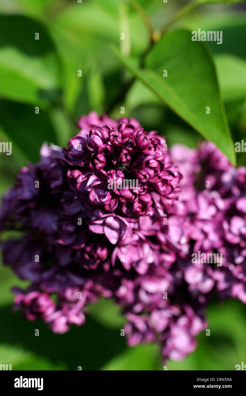 syringa vulgaris charles joly lilacs spring closeup purple flowering