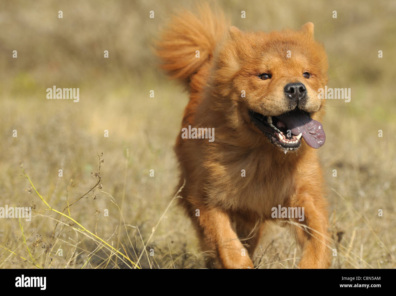 chow chow running