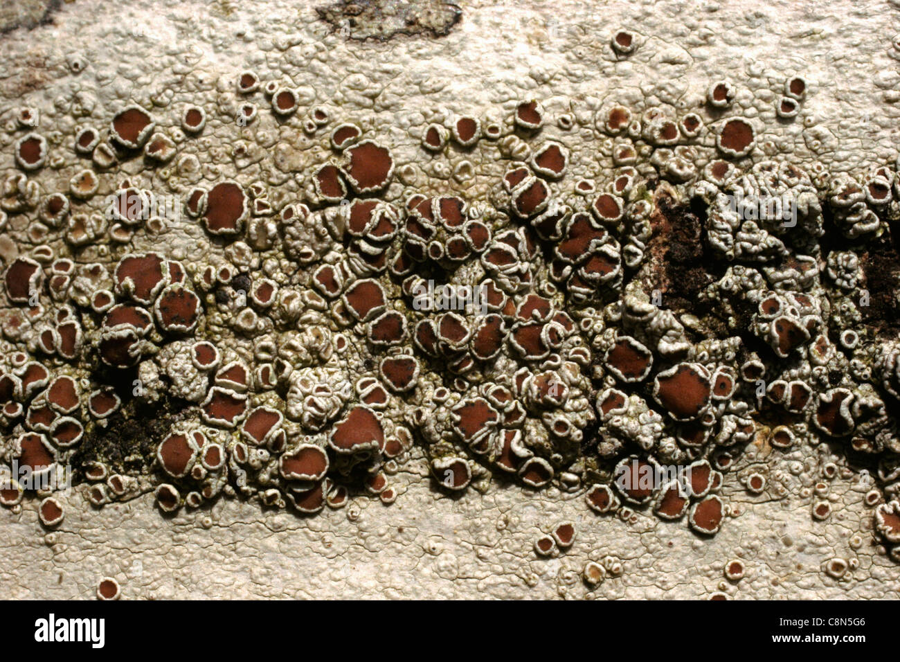 Lichen (Lecanora chlarotera) with apothecia on smooth bark, UK. Stock Photo