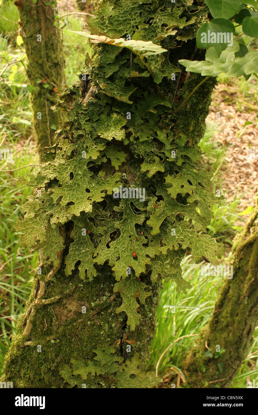 Tree lungwort lichen (Lobaria pulmonaria), UK. Stock Photo