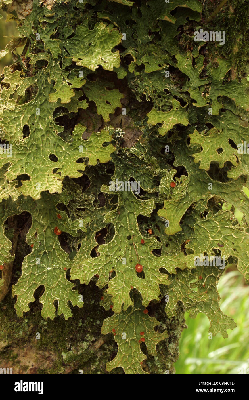 Tree lungwort lichen (Lobaria pulmonaria), UK. Stock Photo