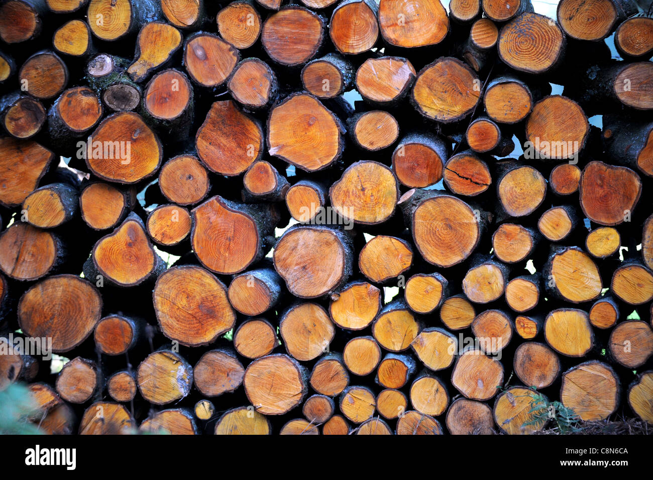 Freshly cut logs showing grain through centre ready for firewood